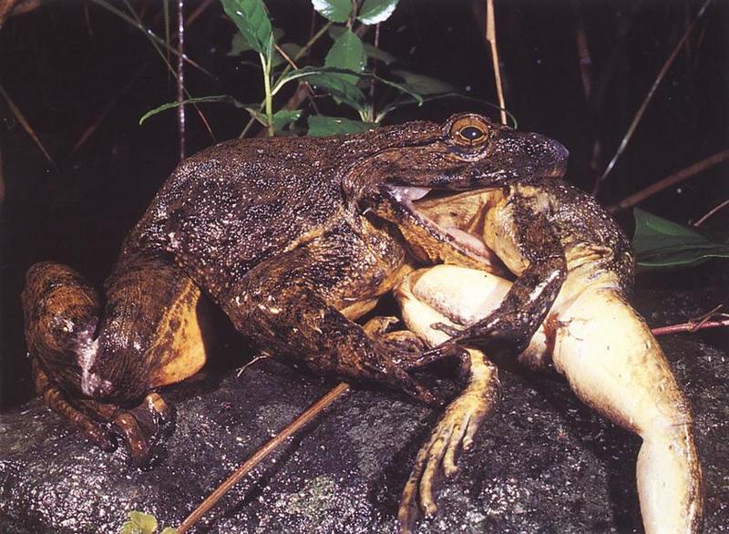Goliath Frog (Conraua goliath) {!--골리앗개구리-->; DISPLAY FULL IMAGE.