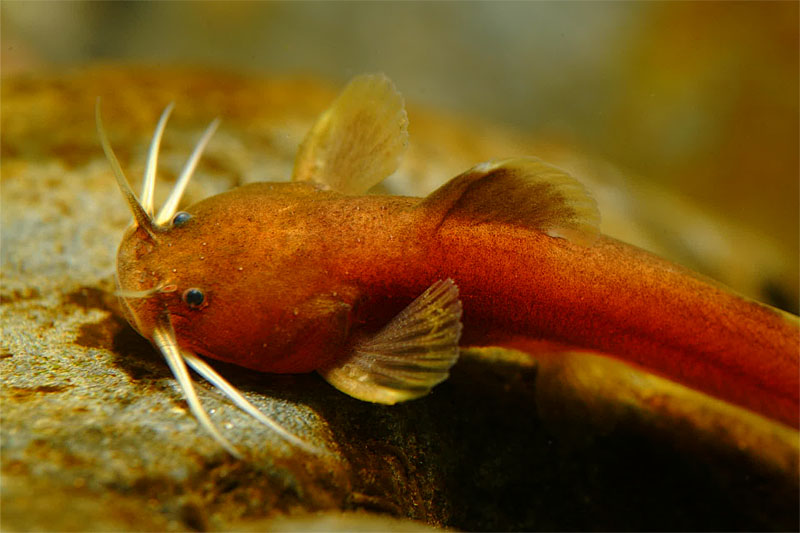 퉁사리 Liobagrus obesus (Bull-head Torrent Catfish); DISPLAY FULL IMAGE.