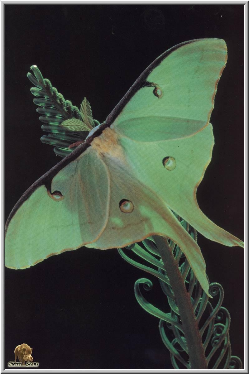 Luna Moth (Actias luna) {!--북미긴꼬리산누에나방-->; DISPLAY FULL IMAGE.