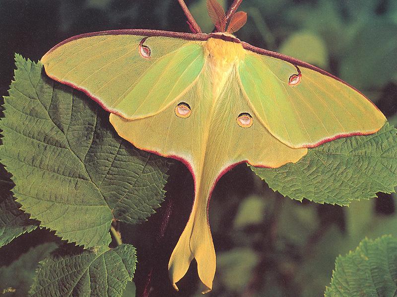 Luna Moth (Actias luna) {!--북미긴꼬리산누에나방-->; DISPLAY FULL IMAGE.