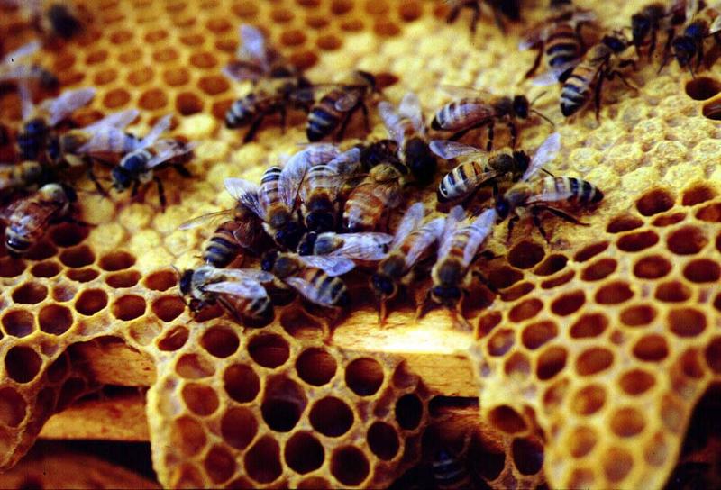 Honeybee (Apis mellifera) and honeycomb {!--양봉꿀벌-->; DISPLAY FULL IMAGE.
