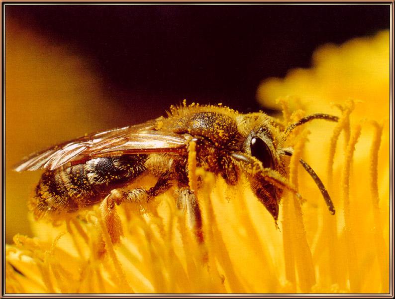 Wstern Honeybee (Apis mellifera) {!--양봉꿀벌-->; DISPLAY FULL IMAGE.