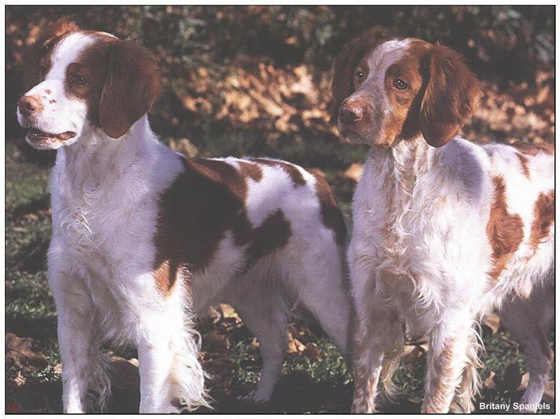 Dog - Brittany Spaniel (Canis lupus familiaris); DISPLAY FULL IMAGE.
