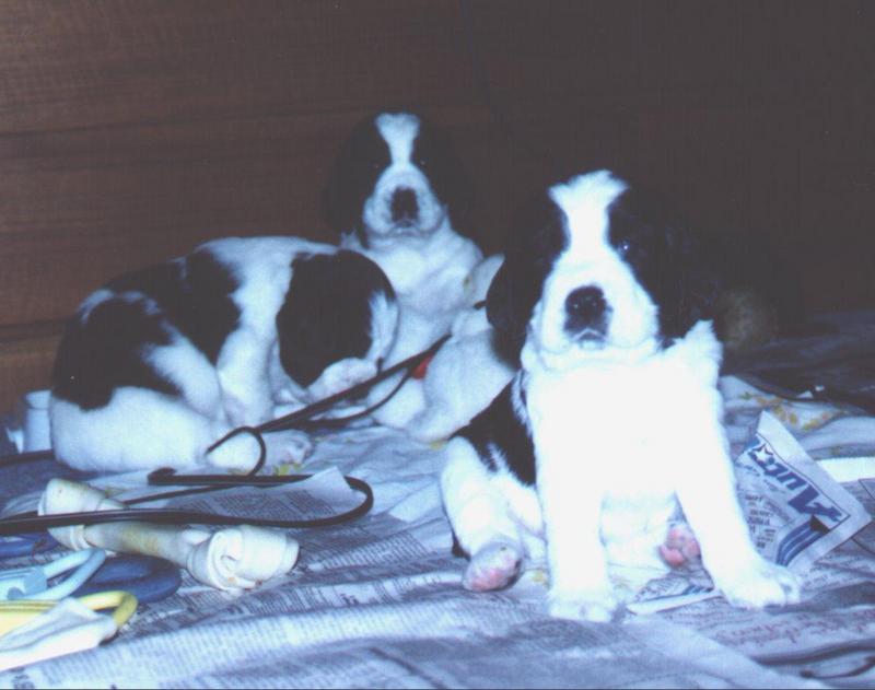 Dog - Springer Spaniel (Canis lupus familiaris); DISPLAY FULL IMAGE.