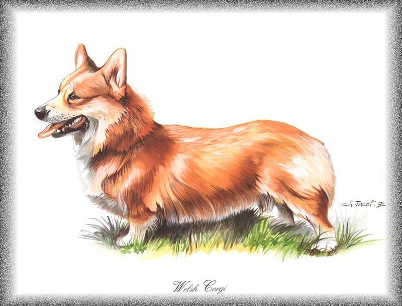 Dog - Welsh Corgi (Canis lupus familiaris); DISPLAY FULL IMAGE.