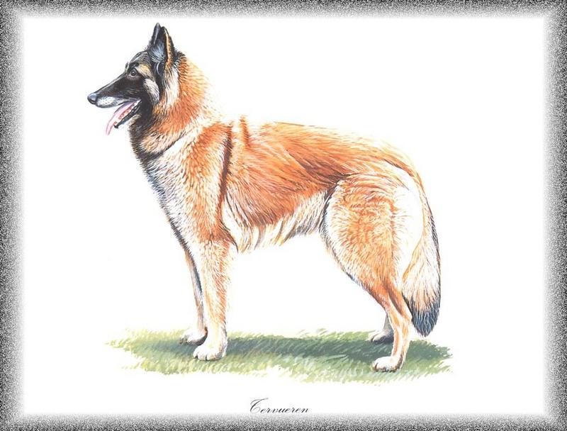 Dog - Tervueren / Belgian Shepherd (Canis lupus familiaris); DISPLAY FULL IMAGE.