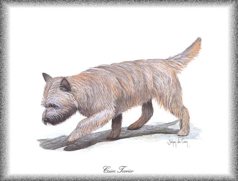 Dog - Cairn Terrier (Canis lupus familiaris); DISPLAY FULL IMAGE.
