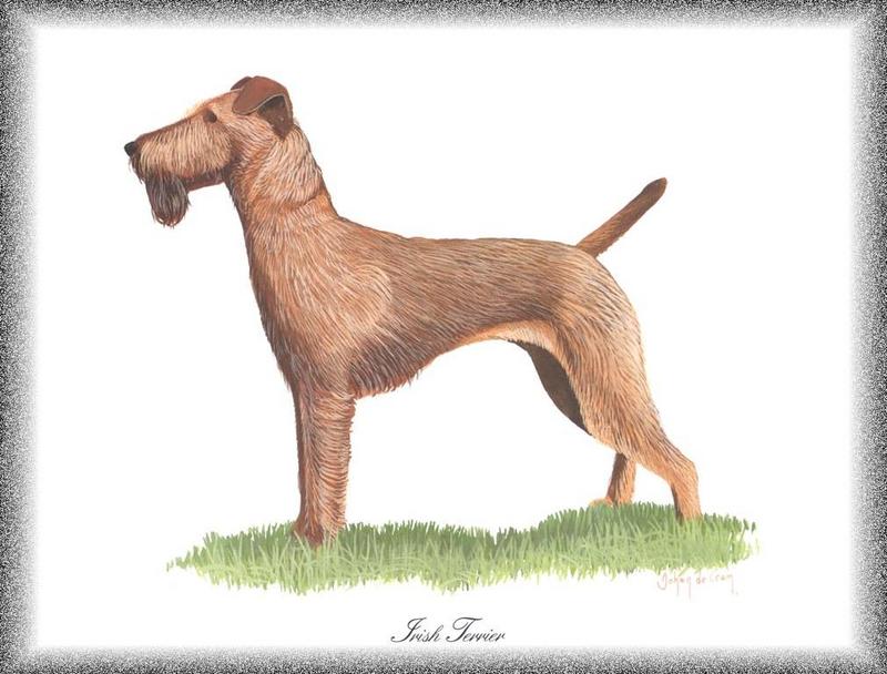 Dog - Irish Terrier (Canis lupus familiaris); DISPLAY FULL IMAGE.