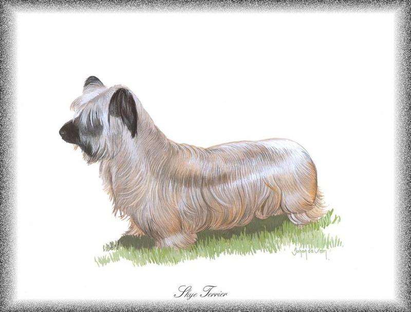 Dog - Skye Terrier (Canis lupus familiaris); DISPLAY FULL IMAGE.