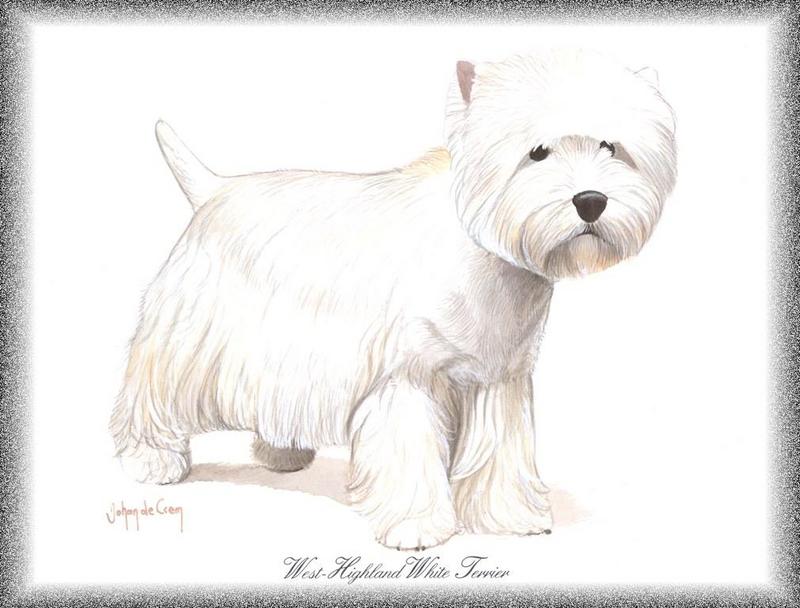Dog - West Highland White Terrier (Canis lupus familiaris); DISPLAY FULL IMAGE.