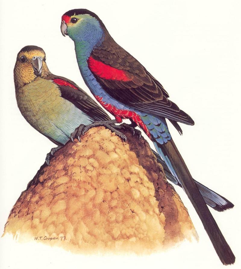 Paradise Parrot (Psephotus pulcherrimus) {!--극락앵무-->; DISPLAY FULL IMAGE.