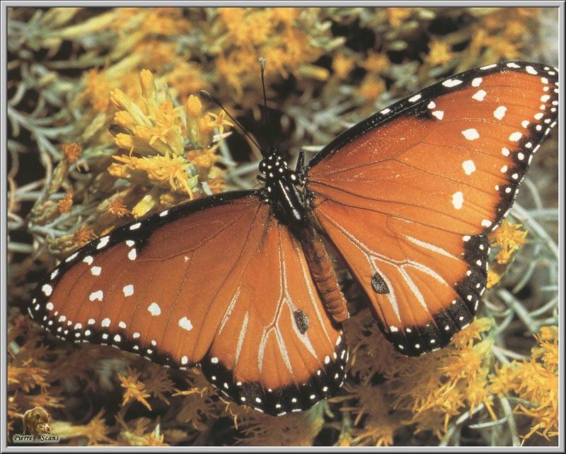 Queen Butterfly (Danaus gilippus) {!--여왕나비(북미)-->; DISPLAY FULL IMAGE.