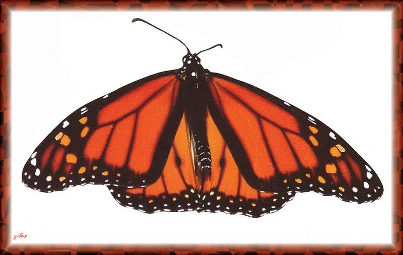 Queen Butterfly (Danaus gilippus) {!--여왕나비(북미)-->; DISPLAY FULL IMAGE.