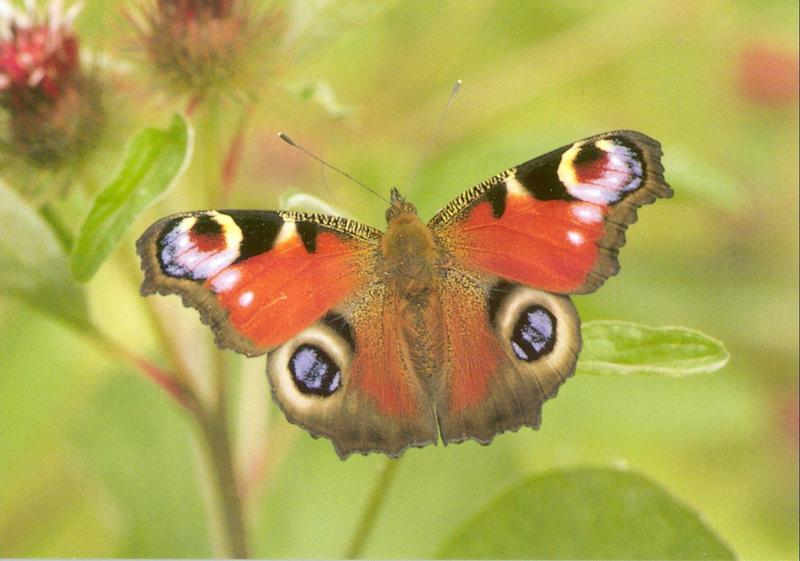 Peacock Butterfly (Inachis io) {!--공작나비-->; DISPLAY FULL IMAGE.