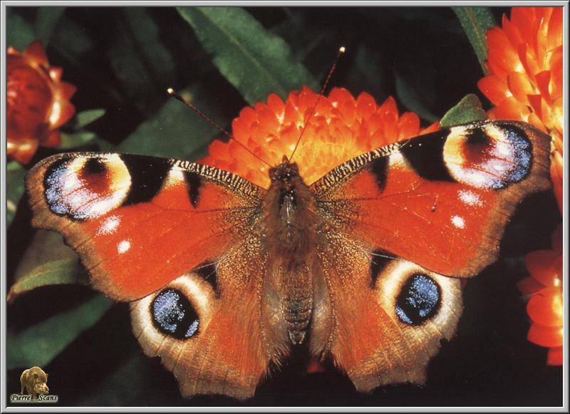 Peacock Butterfly (Inachis io) {!--공작나비-->; DISPLAY FULL IMAGE.