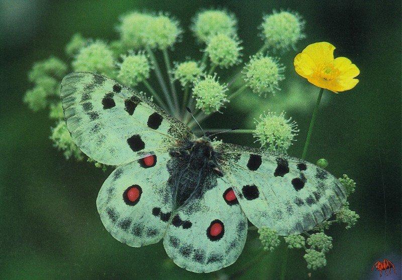 Apollo Butterfly (Parnassius apollo) {!--아폴로모시나비-->; DISPLAY FULL IMAGE.