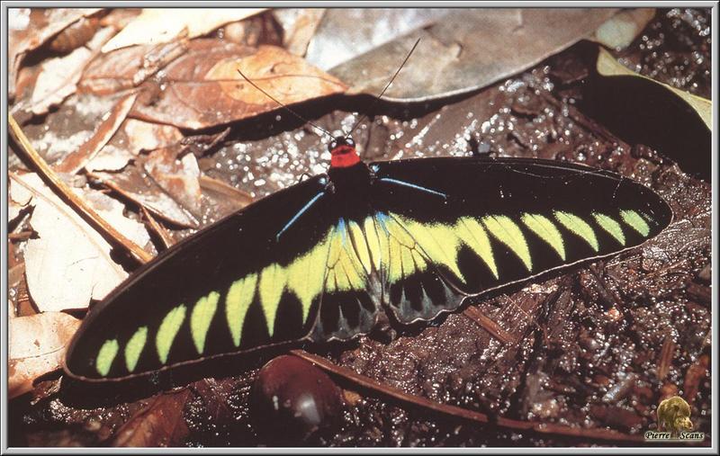 Rajah Brook's Birdwing (Trogonoptera brookiana) {!--붉은목도리왕비단제비나비-->; DISPLAY FULL IMAGE.