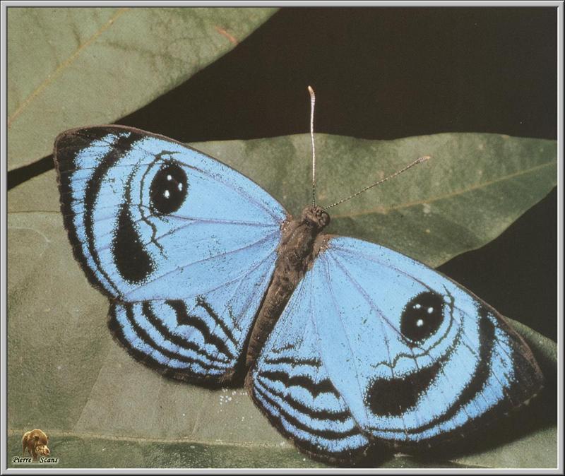 Croesus Eyemark Butterfly (Semomesia croesus) {!--아마존의 눈모양을 가진 나비-->; DISPLAY FULL IMAGE.