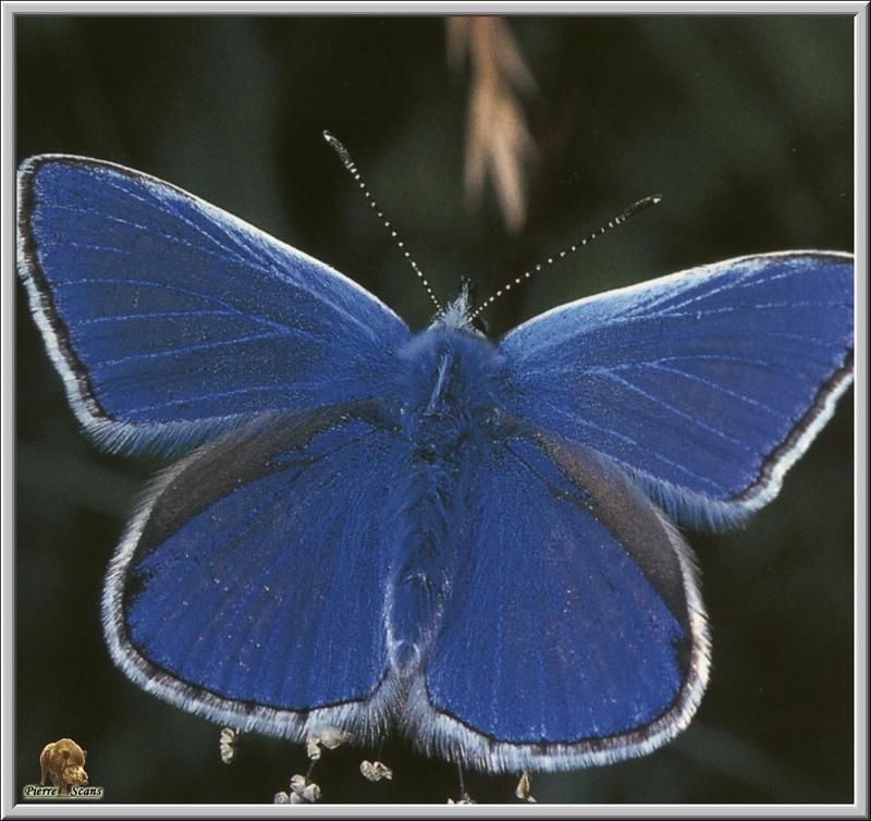 Idas Blue Butterfly (Plebejus idas) {!--아이다스부전나비-->; DISPLAY FULL IMAGE.