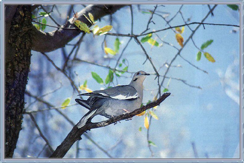 White-winged Dove (Zenaida asiatica) {!--흰죽지비둘기(아메리카대륙)-->; DISPLAY FULL IMAGE.