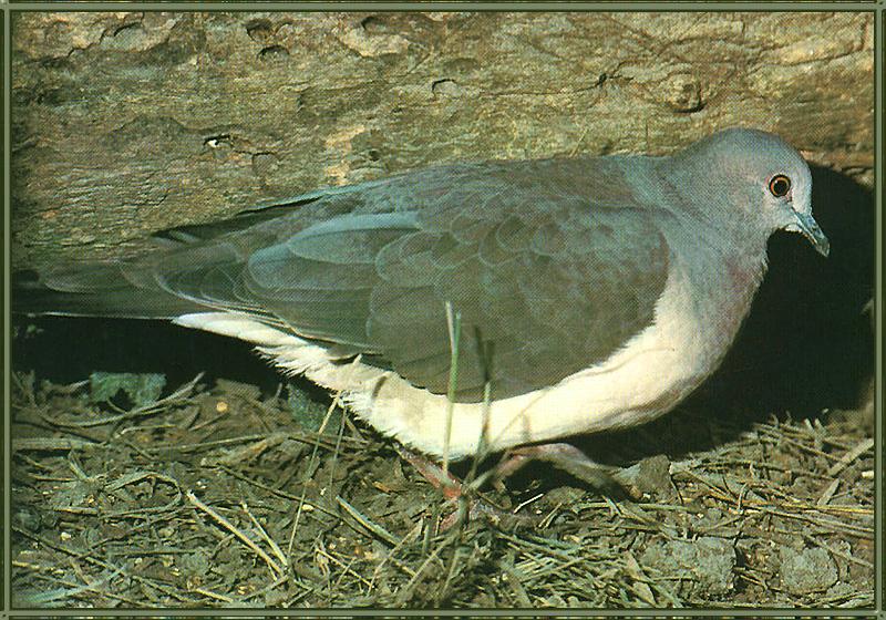White-tipped Dove (Leptotila verreauxi) {!--흰이마비둘기(아메리카대륙)-->; DISPLAY FULL IMAGE.