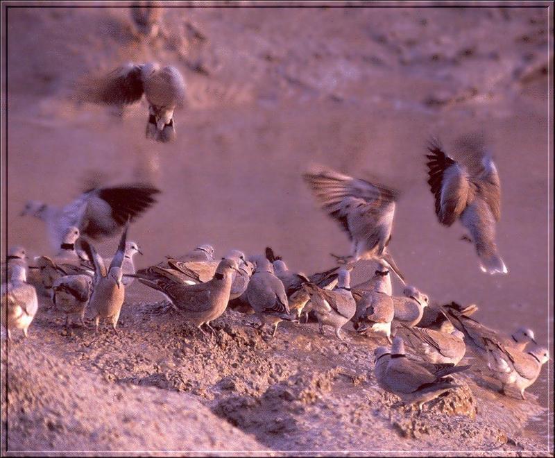 Ring-necked Dove (Streptopelia capicola) {!--목걸이비둘기(아프리카)-->; DISPLAY FULL IMAGE.