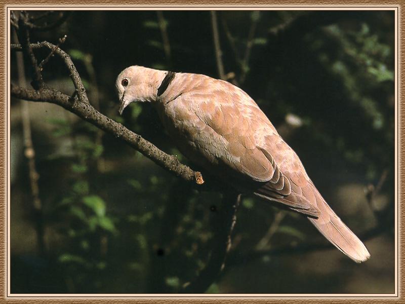 Ringed Turtle-Dove (Streptopelia risoria) {!--목도리비둘기(아메리카)-->; DISPLAY FULL IMAGE.