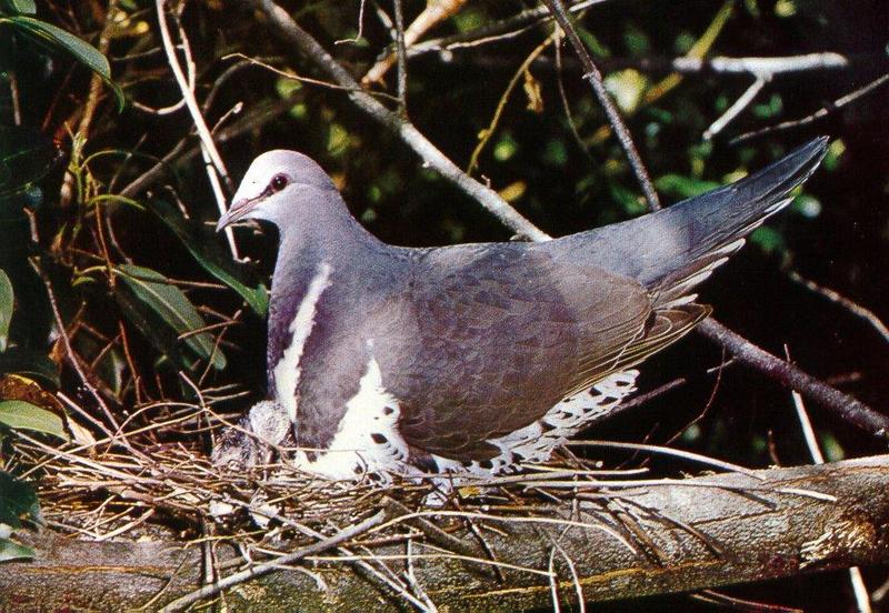Wonga Pigeon (Leucosarcia melanoleuca) {!--흑백비둘기(호주)-->; DISPLAY FULL IMAGE.