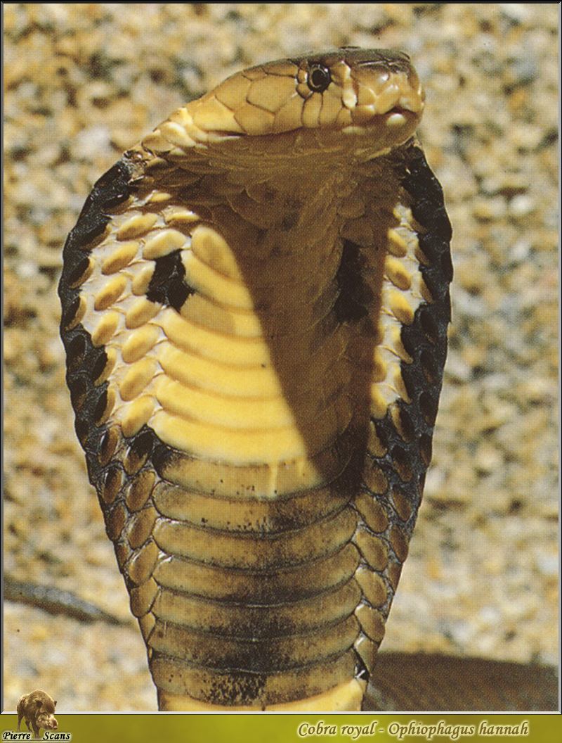 King Cobra (Ophiophagus hannah) {!--왕코브라(킹코브라)-->; DISPLAY FULL IMAGE.
