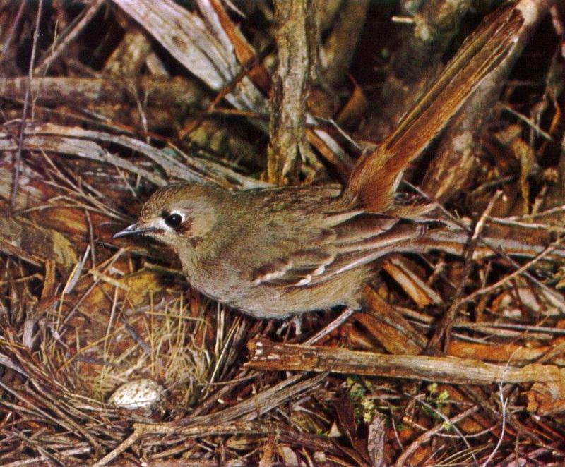 Southern Scrub-robin (Drymodes brunneopygia) {!--남쪽숲울새(호주)-->; DISPLAY FULL IMAGE.