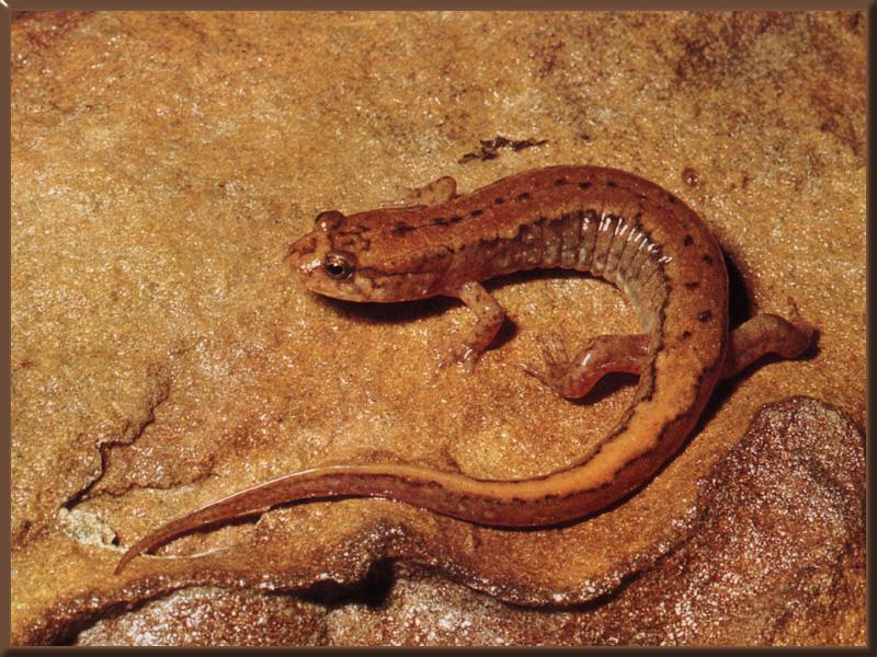Northern Dusky Salamander (Desmognathus fuscus) {!--북미산 도롱뇽류-->; DISPLAY FULL IMAGE.