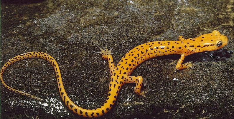 Long-tailed Salamander (Eurycea longicauda) {!--긴꼬리도롱뇽(북미)-->; DISPLAY FULL IMAGE.
