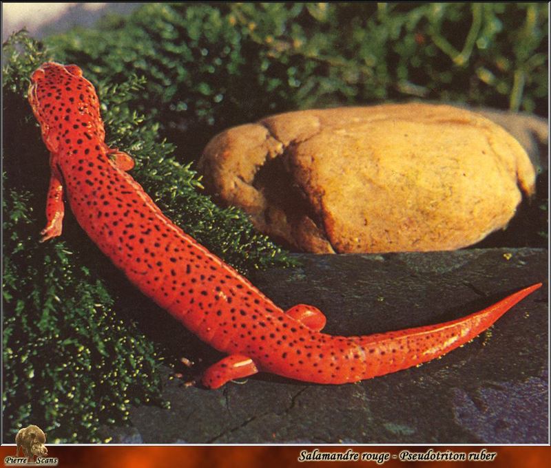 Red Salamander (Pseudotriton ruber) {!--붉은도롱뇽(북미)-->; DISPLAY FULL IMAGE.