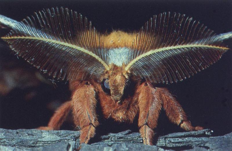 Polyphemus Moth (Antheraea polyphemus) {!--북미큰산누에나방-->; DISPLAY FULL IMAGE.