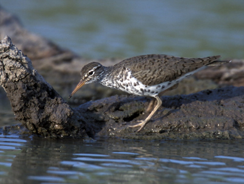 Spotted Sandpiper (Actitis macularia) {!--점박이도요-->; DISPLAY FULL IMAGE.