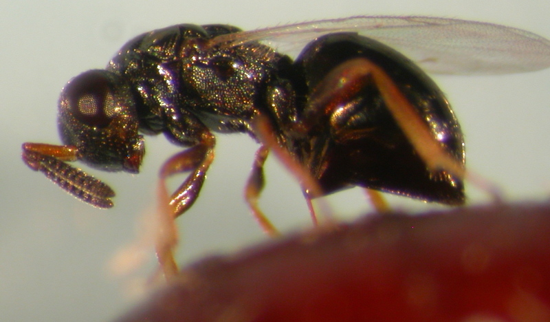 Jewel Wasp (Nasonia vitripennis) {!--파리금종벌-->; DISPLAY FULL IMAGE.