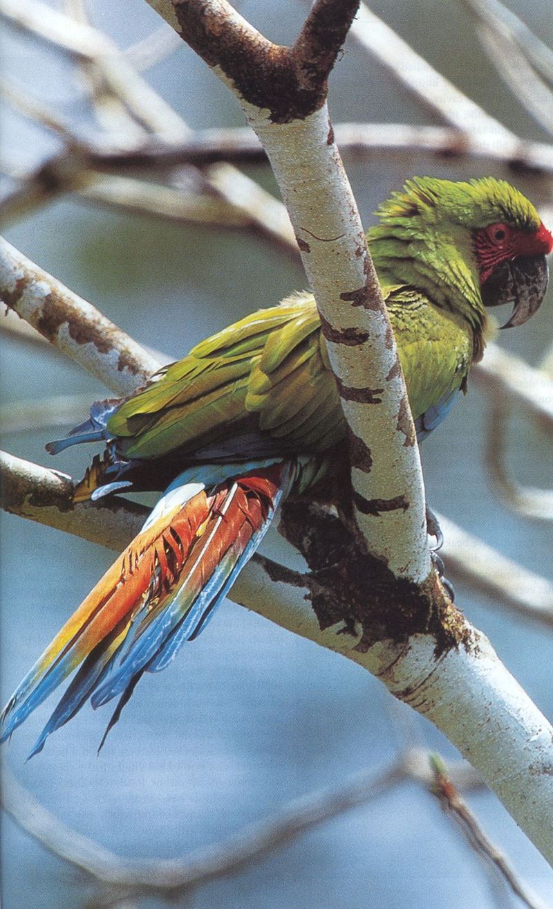 Great Green Macaw (Ara ambiguus) {!--큰군대금강앵무-->; DISPLAY FULL IMAGE.
