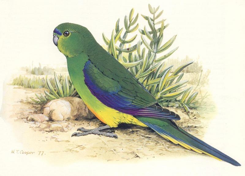 Orange-bellied Parrot (Neophema chrysogaster) {!--오렌지배꼽앵무(호주)-->; DISPLAY FULL IMAGE.