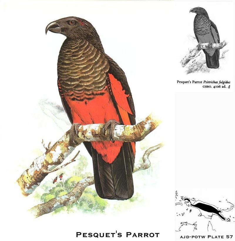 Pesquet's Parrot (Psittrichas fulgidus) {!--독수리앵무-->; DISPLAY FULL IMAGE.