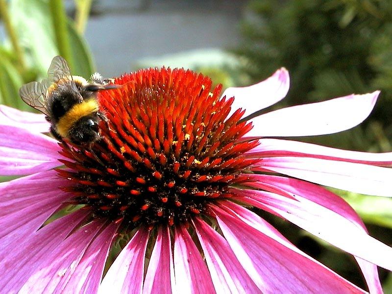 Bumble Bee (Apidae) {!--호박벌류-->; DISPLAY FULL IMAGE.