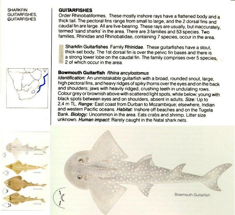 Sharkfin Guitarfish (Rhina ancylostoma) {!--목탁수구리-->; DISPLAY FULL IMAGE.