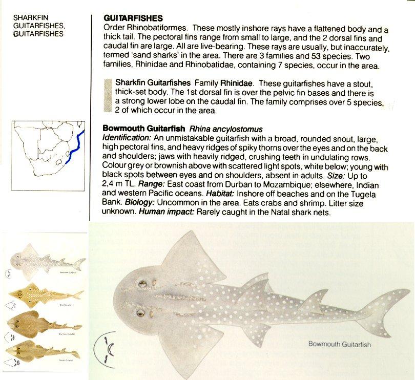 Sharkfin Guitarfish (Rhina ancylostoma) {!--목탁수구리-->; Image ONLY