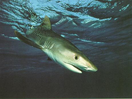 Tiger Shark (Galeocerdo cuvier) {!--뱀상어-->; Image ONLY