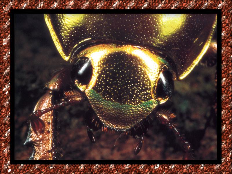 Golden Scarab Beetle (Plusiotis resplendens) {!--황금풍뎅이-->; DISPLAY FULL IMAGE.