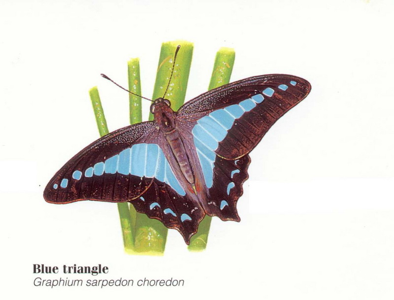 Blue Triangle Butterfly (Graphium sarpedon choredon) {!--청띠제비나비(호주)-->; DISPLAY FULL IMAGE.