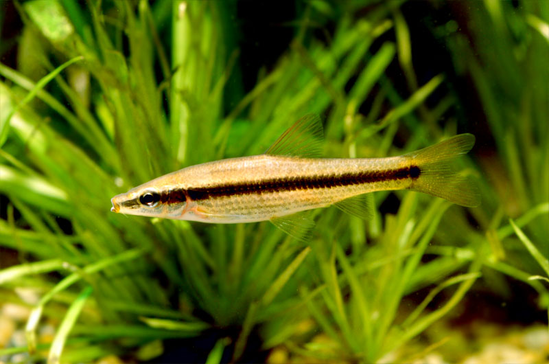 돌고기 Pungtungia herzi (Striped Shinner); DISPLAY FULL IMAGE.