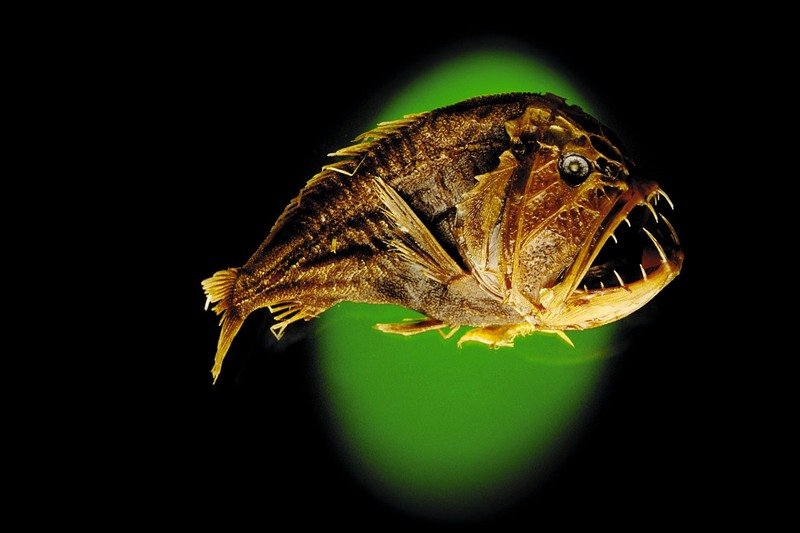 Fangtooth (Anoplogaster cornuta) {!--귀신고기-->; DISPLAY FULL IMAGE.