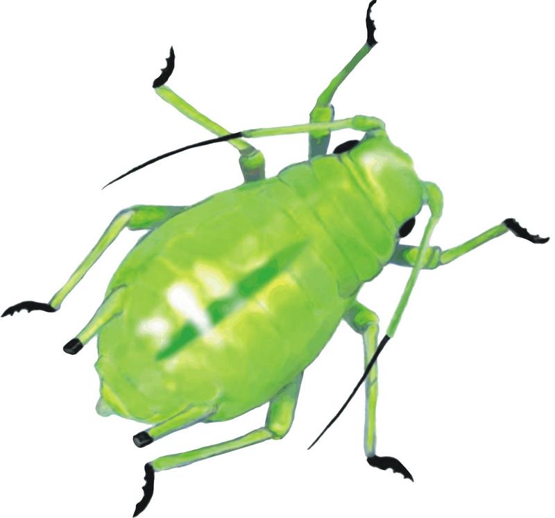 Greenbug (Schizaphis graminum) {!-- 보리두갈래진딧물-->; DISPLAY FULL IMAGE.