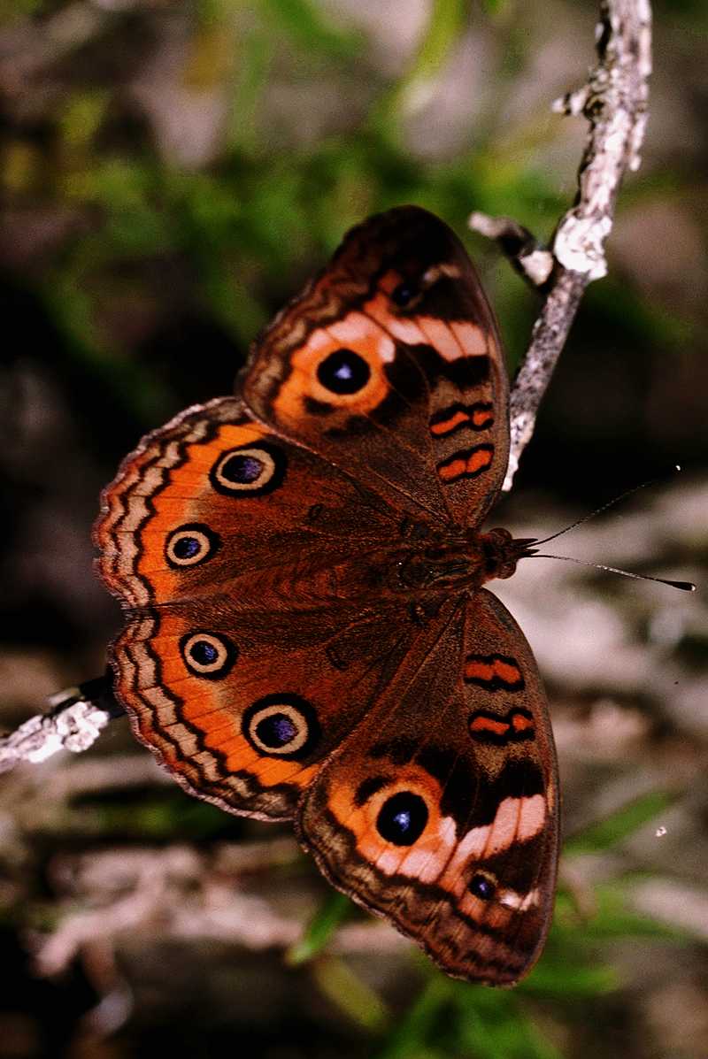 Buckeye Butterfly (Junonia coenia) {!--남방공작나비-->; DISPLAY FULL IMAGE.