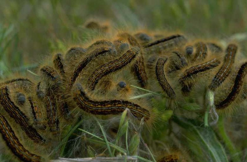 Caterpillars (Lepidoptera) {!--나비목 나방류/나비류의 유충-->; DISPLAY FULL IMAGE.